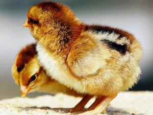 盛夏蛋鸡饲料如何调整？合理调整饲料营养水平和饲喂方式很重要！